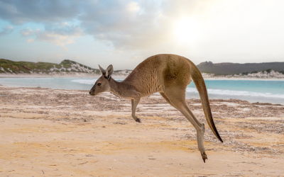 Zoology in Australia