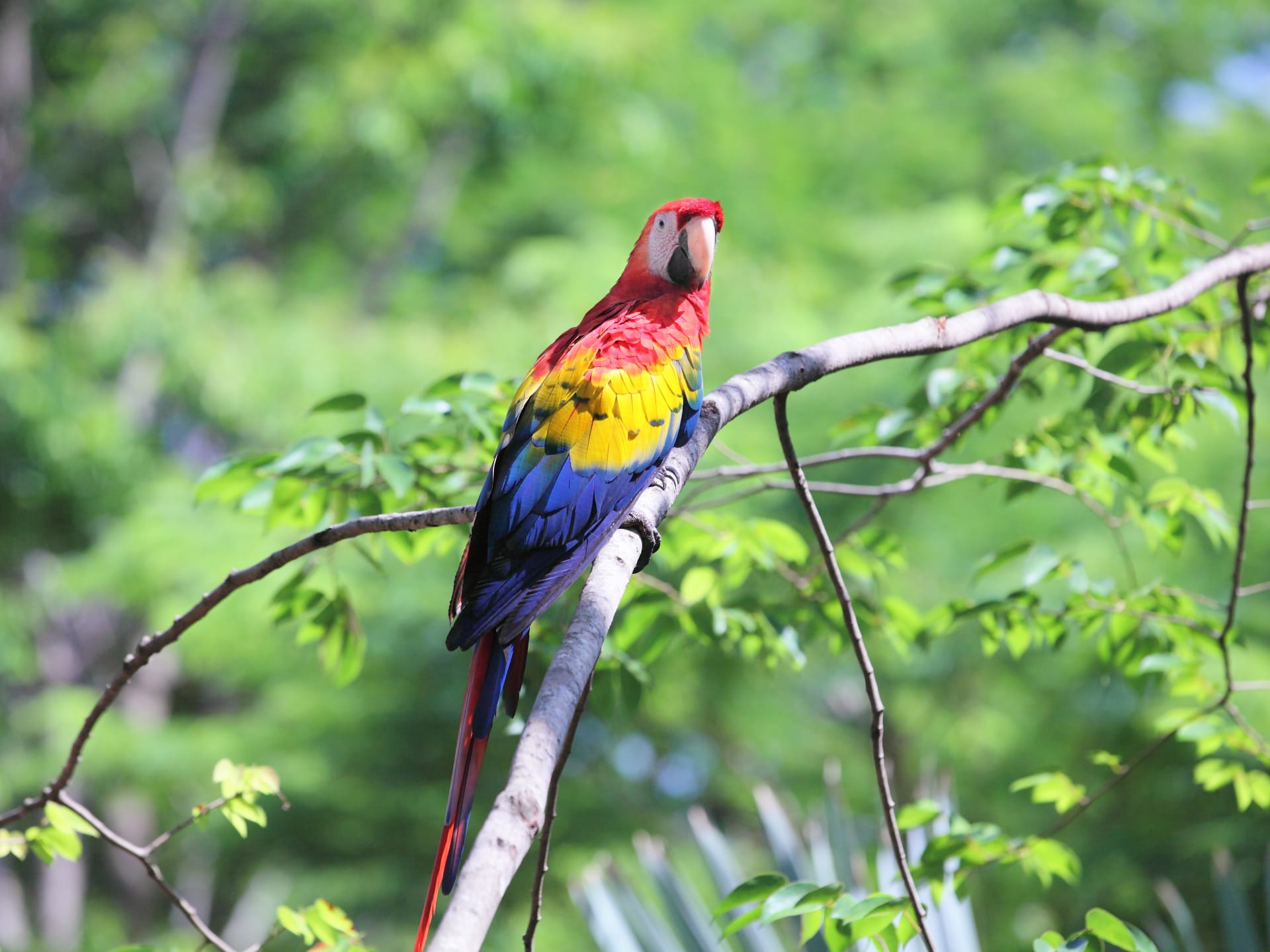 Wild Costa Rica and Ecuador 