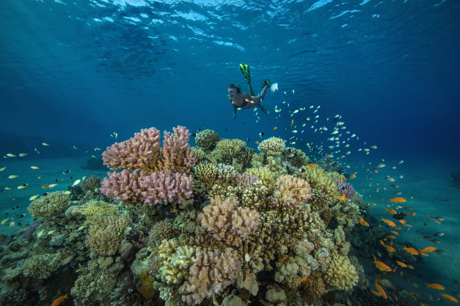 A Family Egyptian Adventure: From Pyramids to Reefs 