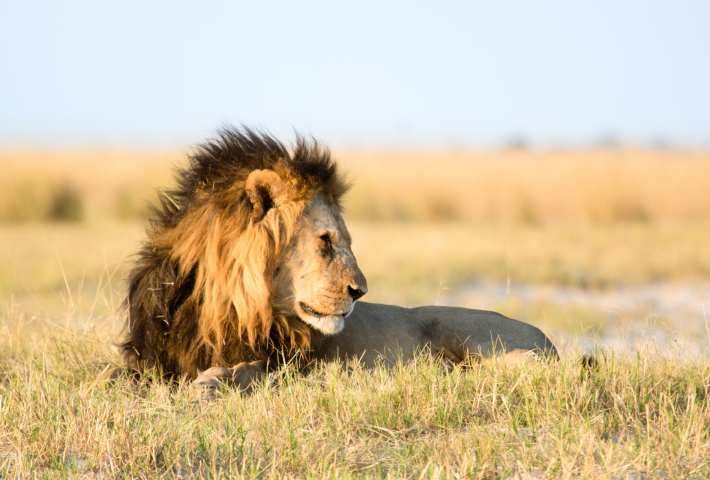 South Africa safari in the Kalahari