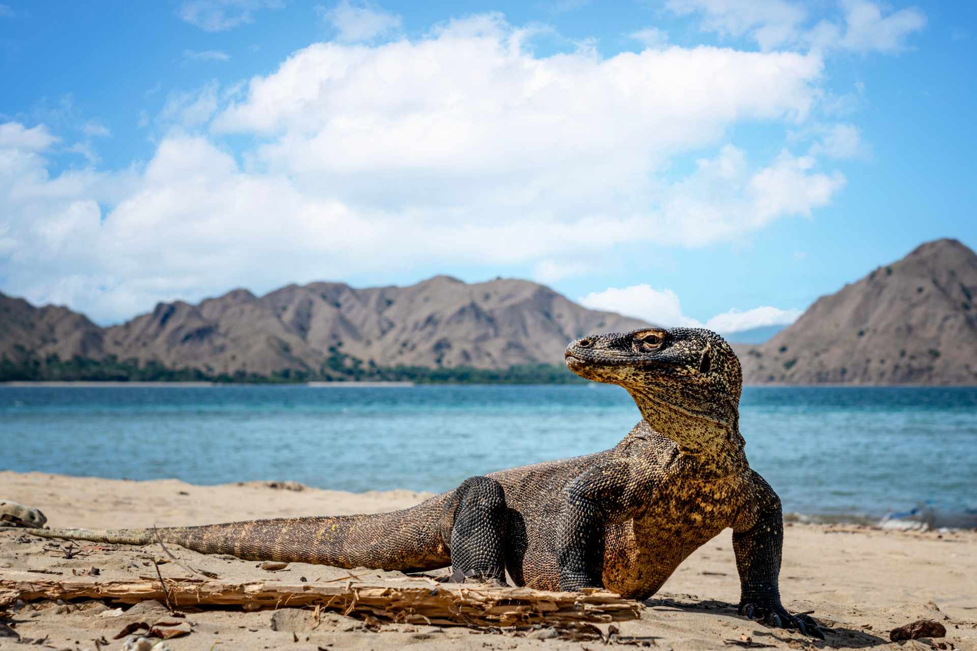 Bali, Komodo, and Australia: A Journey Through Paradise and Beyond 