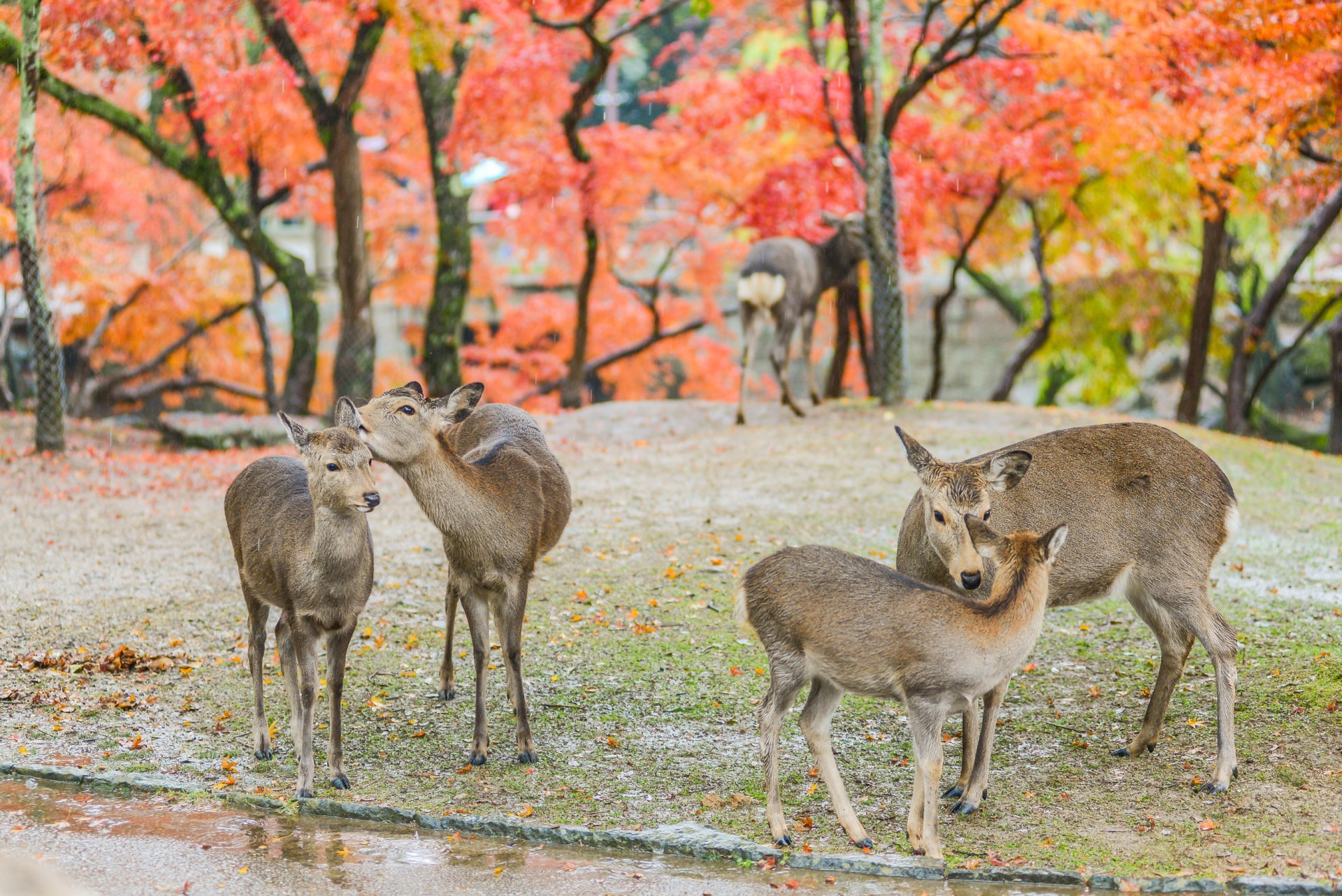 Through Japan 