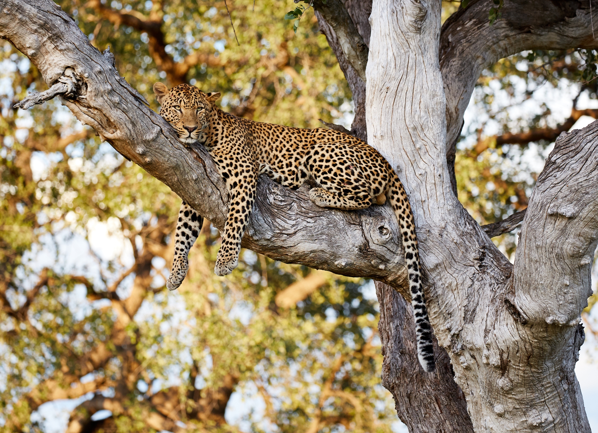 Limitless Zambia and Madagascar 