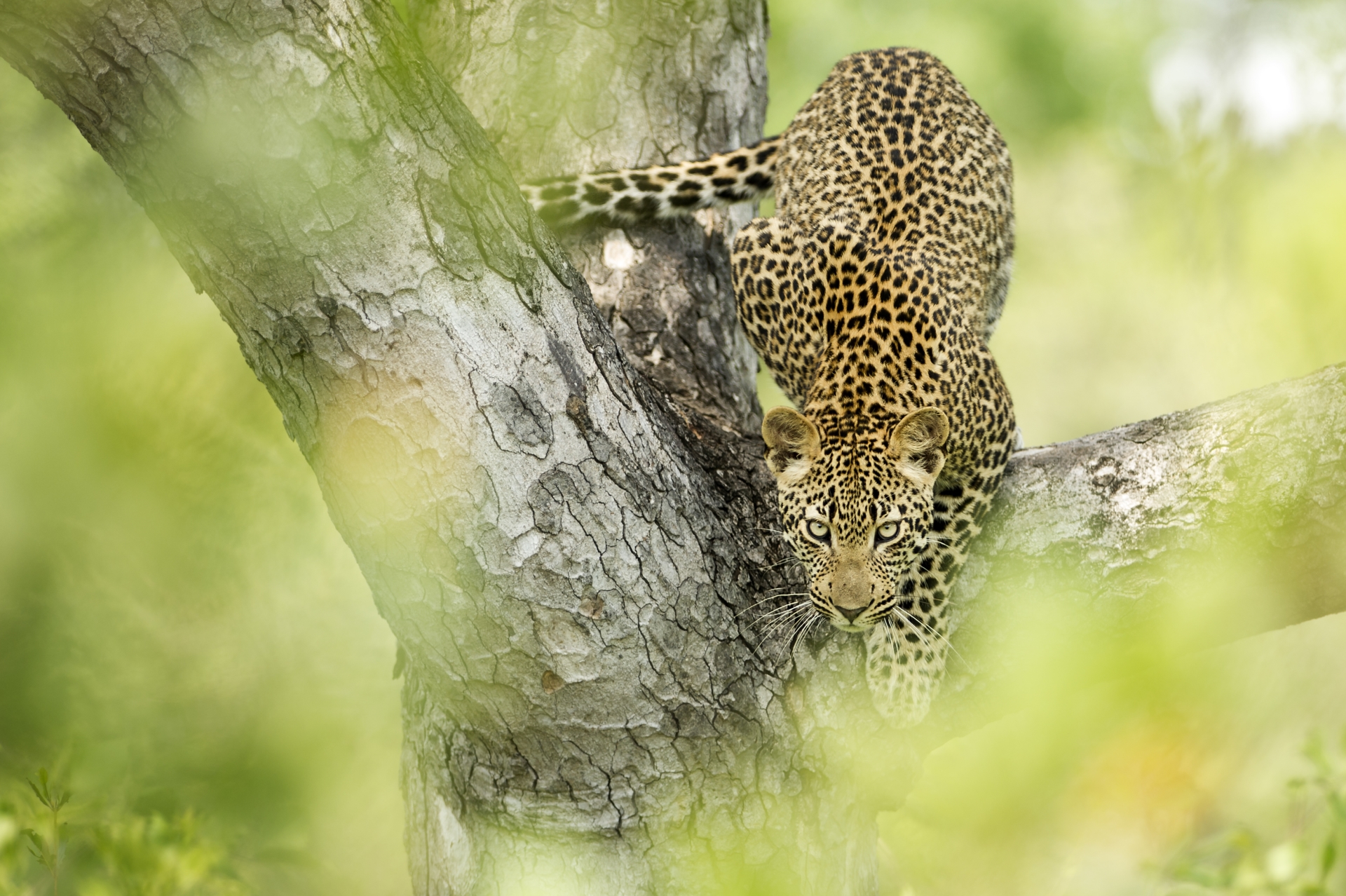 Limitless Mozambique and South Africa 