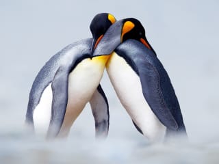 Antarctica