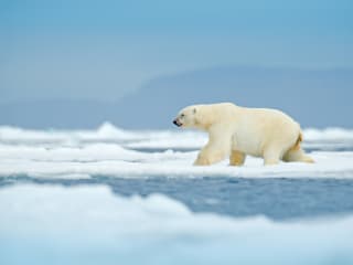 Arctic Wildlife