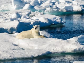 The Arctic v Antarctic