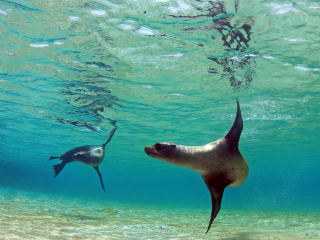 Galapagos