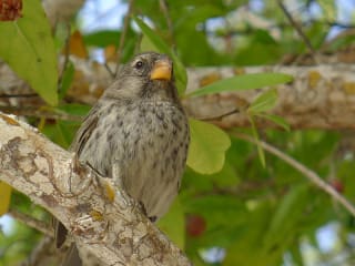 An insight from our guide in the Galapagos
