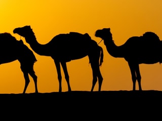 Arabian Delights