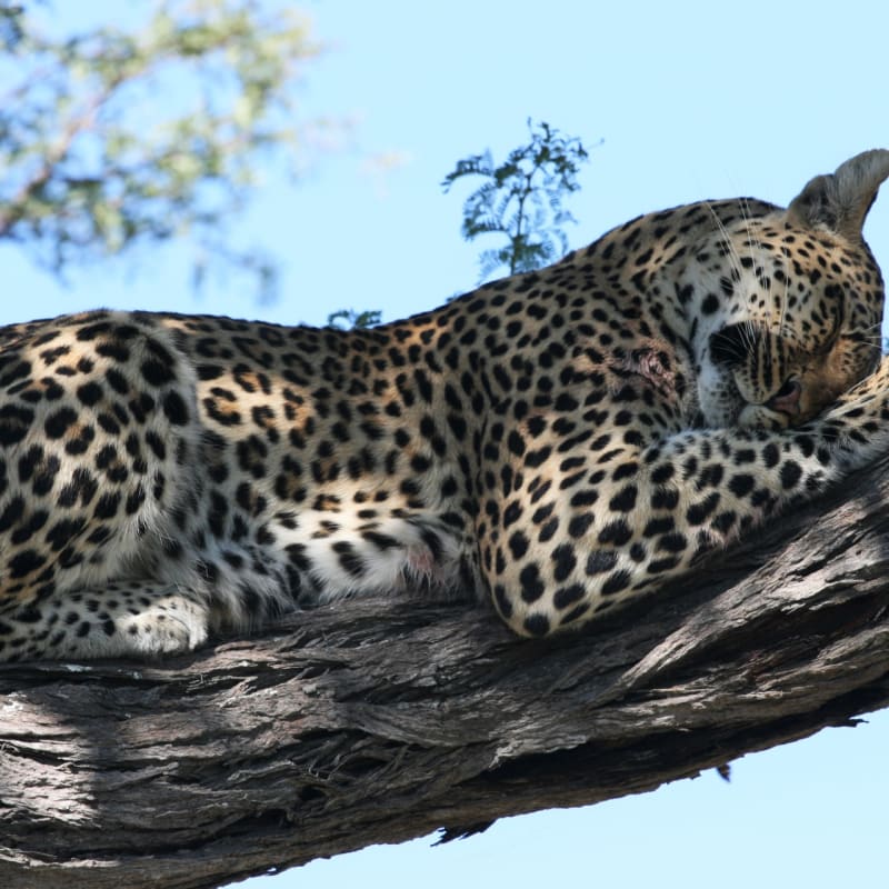 Leopard - Chobe National Park