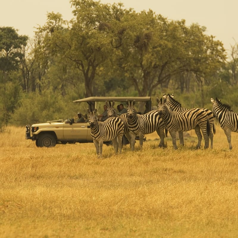 Zebra - Chobe National Park