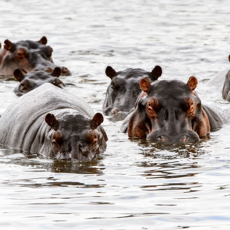 Hippo - Chobe National Park