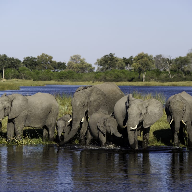 Elephants - Linyanti
