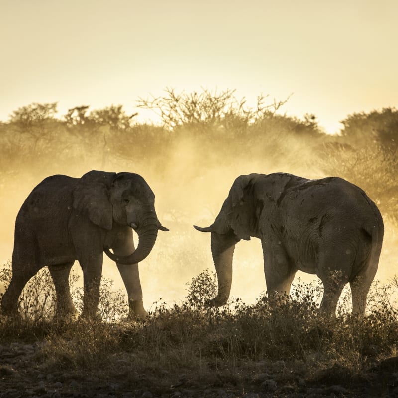 Elephants - Makgadikgadi and the Kalahari