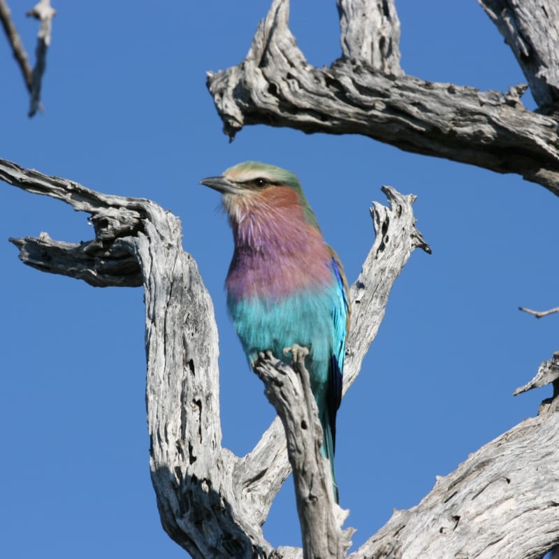 Bird - Okavango Delta and Moremi