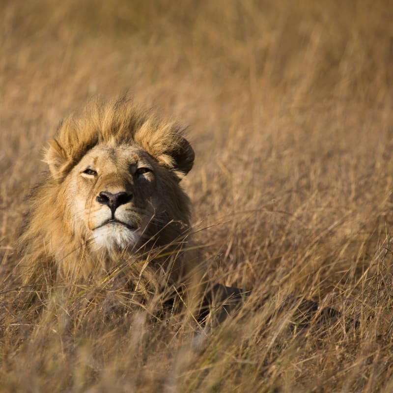 Lion - Okavango Delta and Moremi