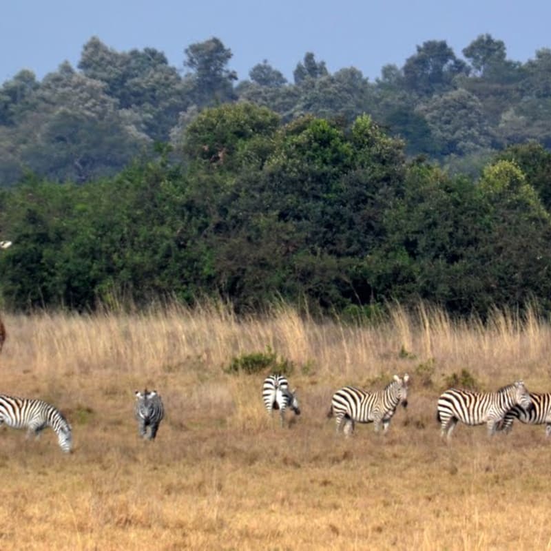 Explore Nairobi and Central Kenya 