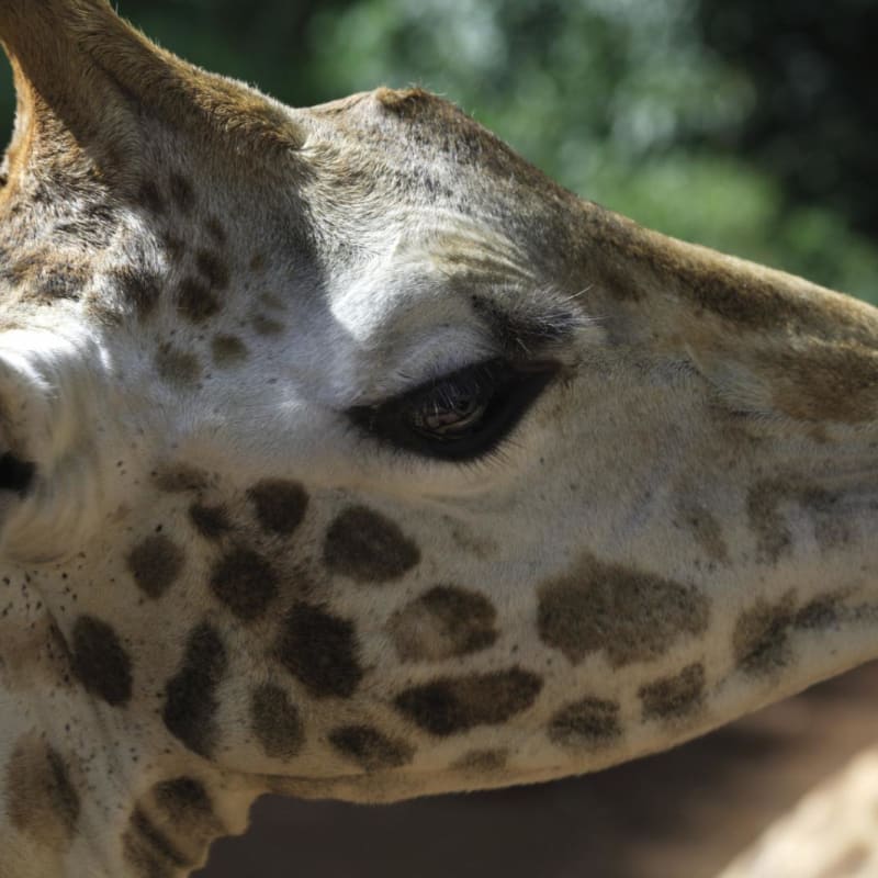 Explore Nairobi and Central Kenya