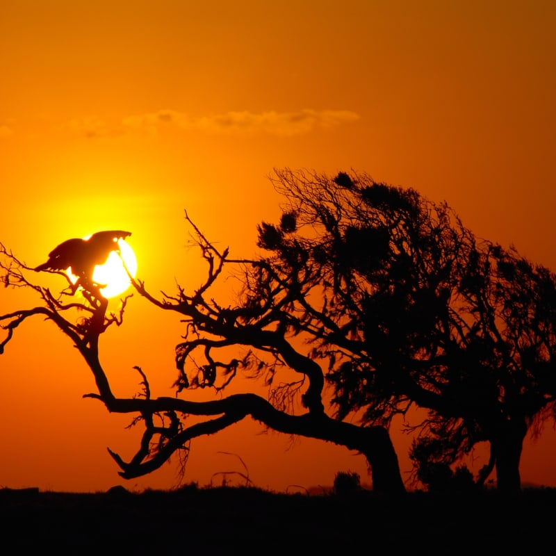 Sunset - Laikipia and Northern Kenya