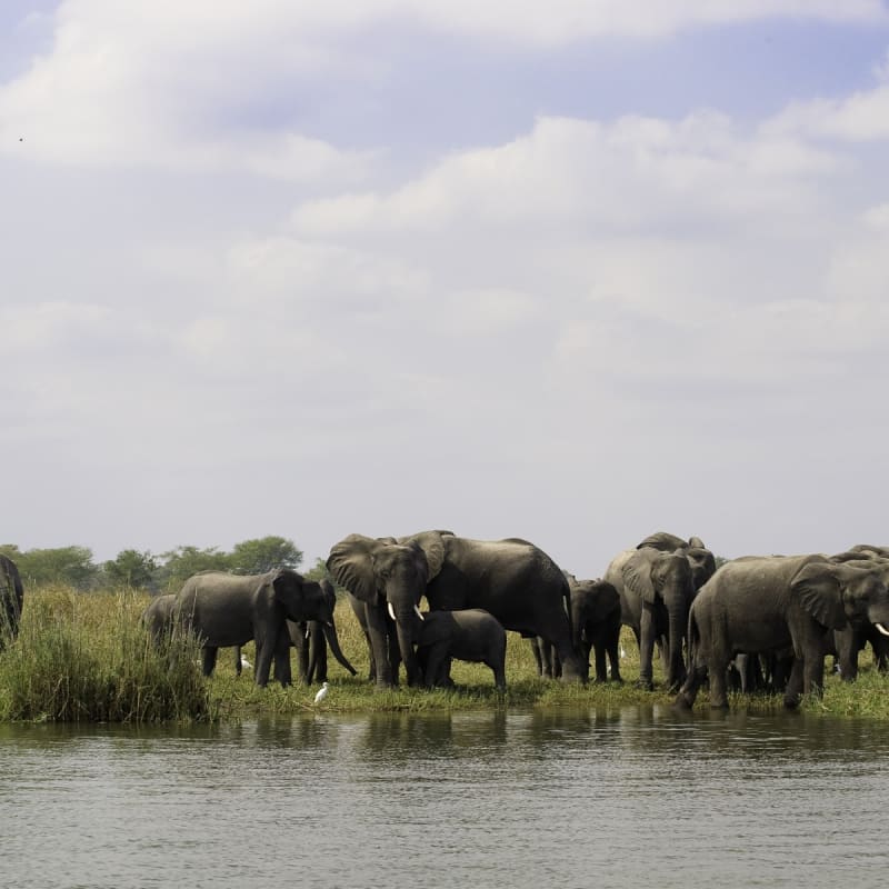Liwonde National Park