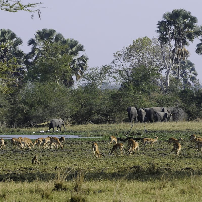 Liwonde National Park