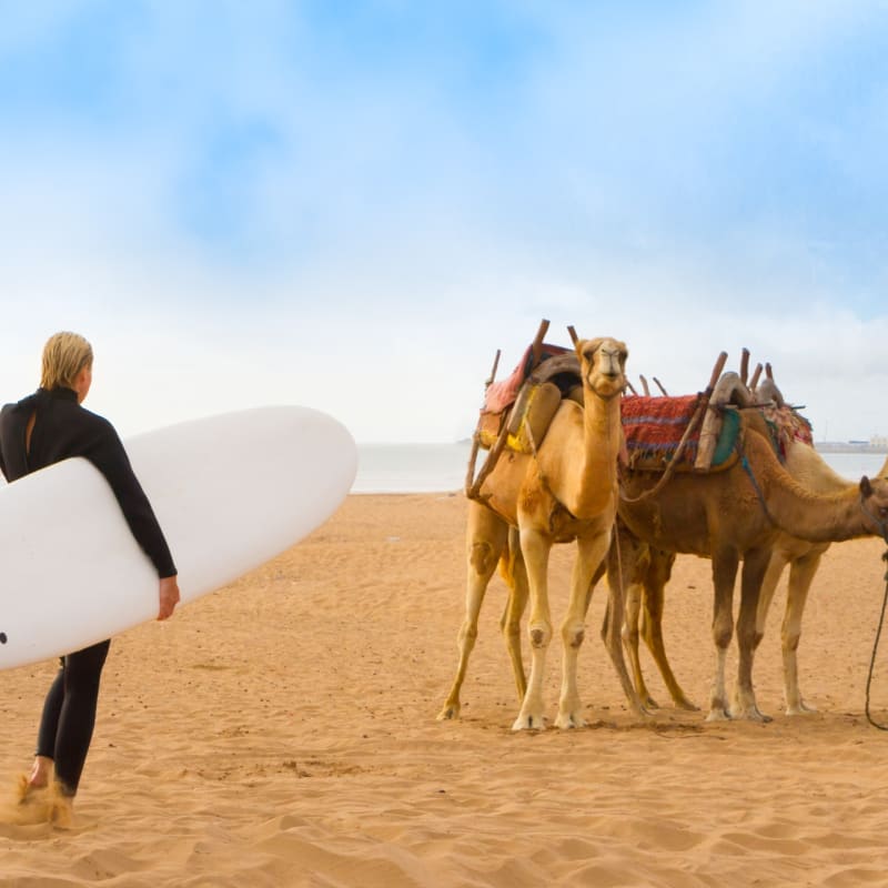 Surfer and camels - Essaouira and the Atlantic coast