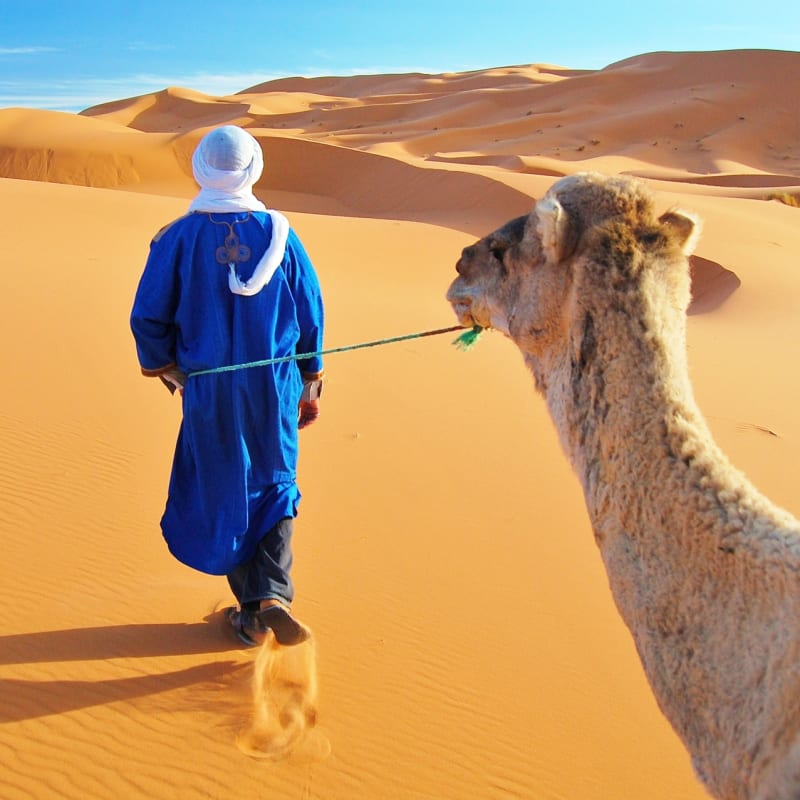 Camel - Moroccan desert