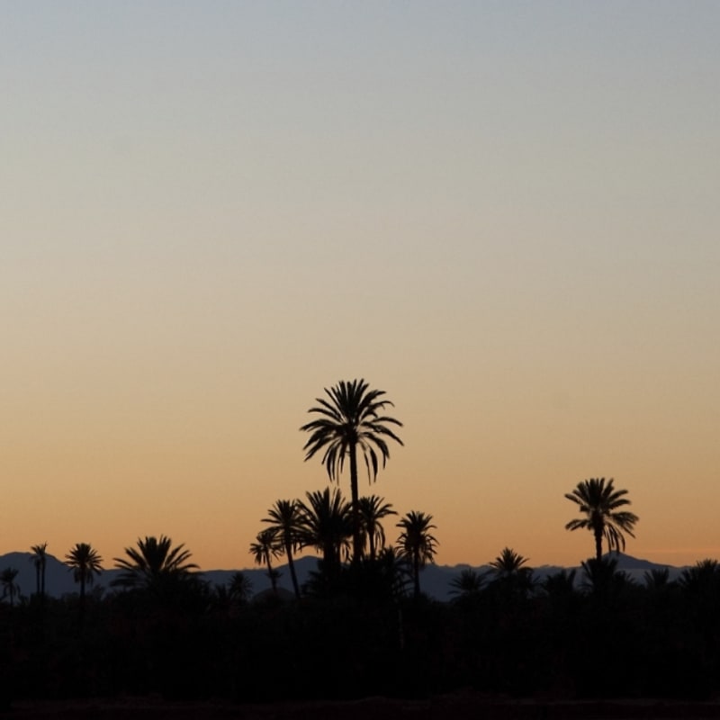 Palmeraie at sunset - Skoura