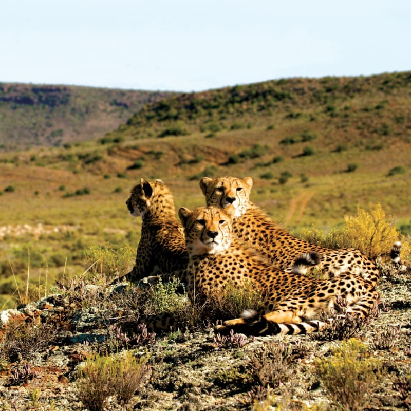Cheetah - Garden Route