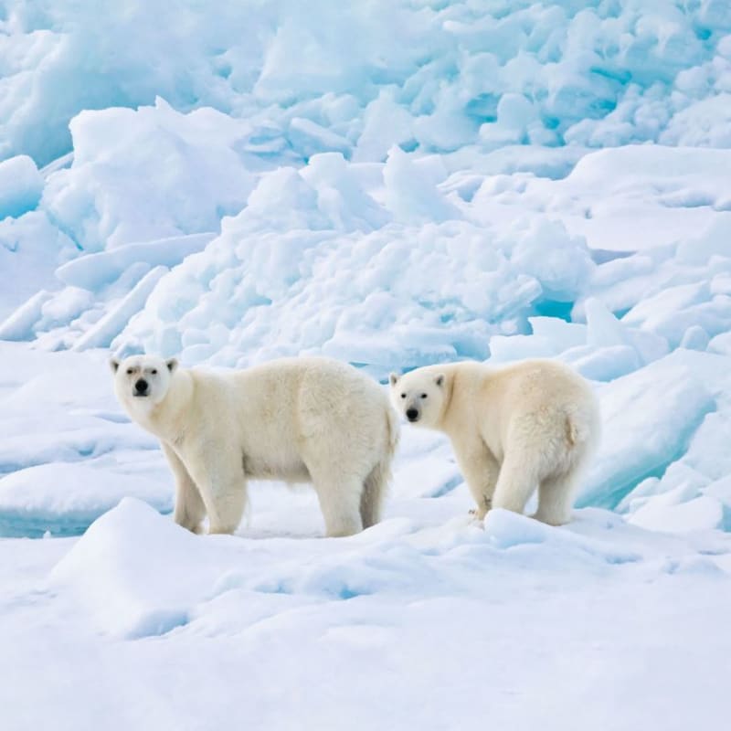 Wildlife 