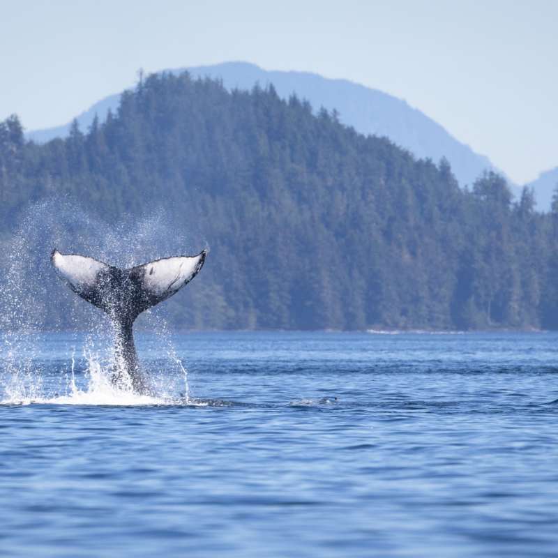 Humpback Whale 