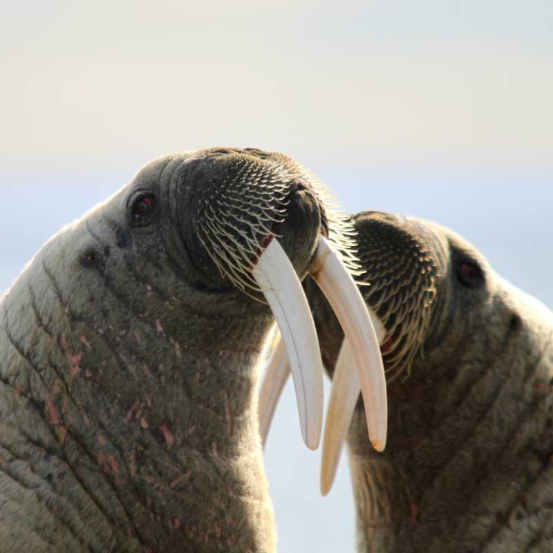 Walrus 