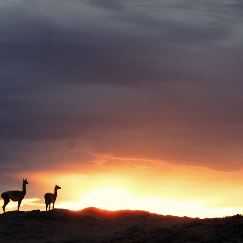 Vicunas - Eolo