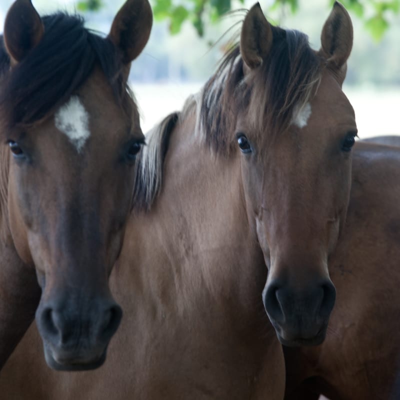 Horses