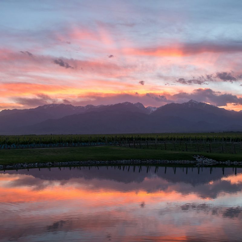 The Vines Resort & Spa- 13
