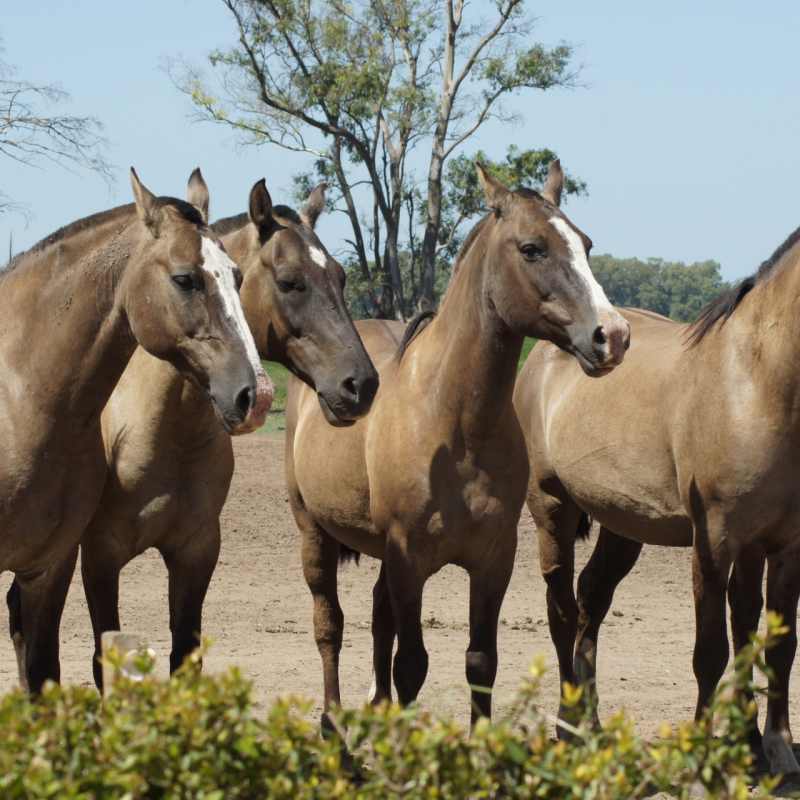 Horses 
