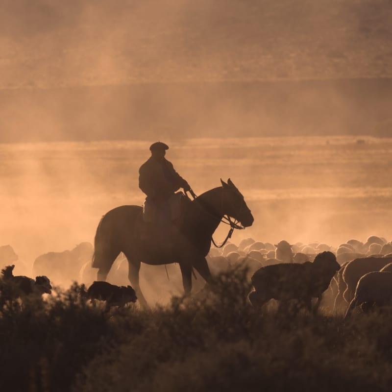 Gaucho 