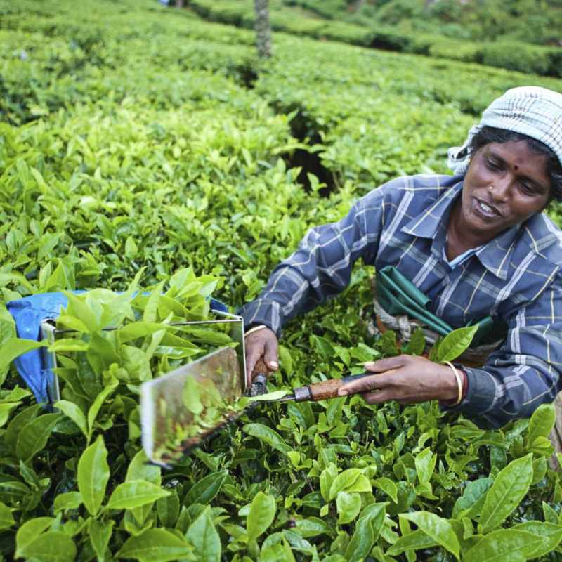 Explore Kerala and Karnataka