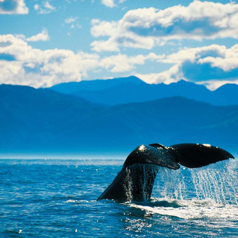 Whale watching - Ultimate Australia and New Zealand
