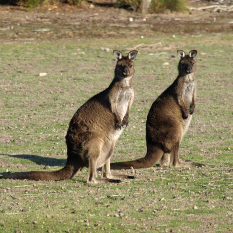 Kangaroos - Ultimate Australia and New Zealand
