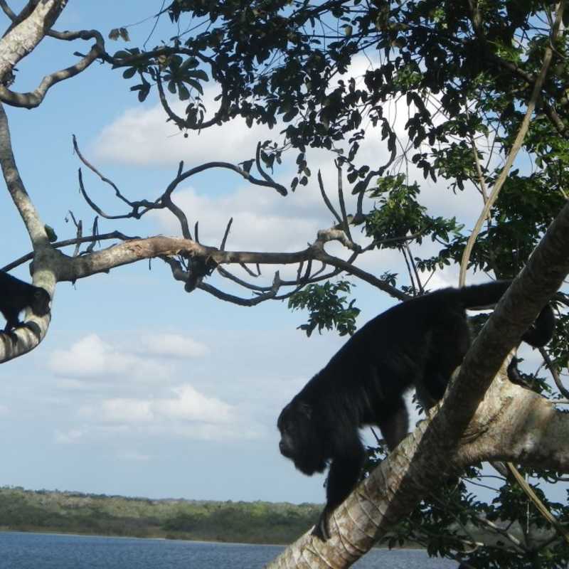Lamanai Outpost Lodge- 6