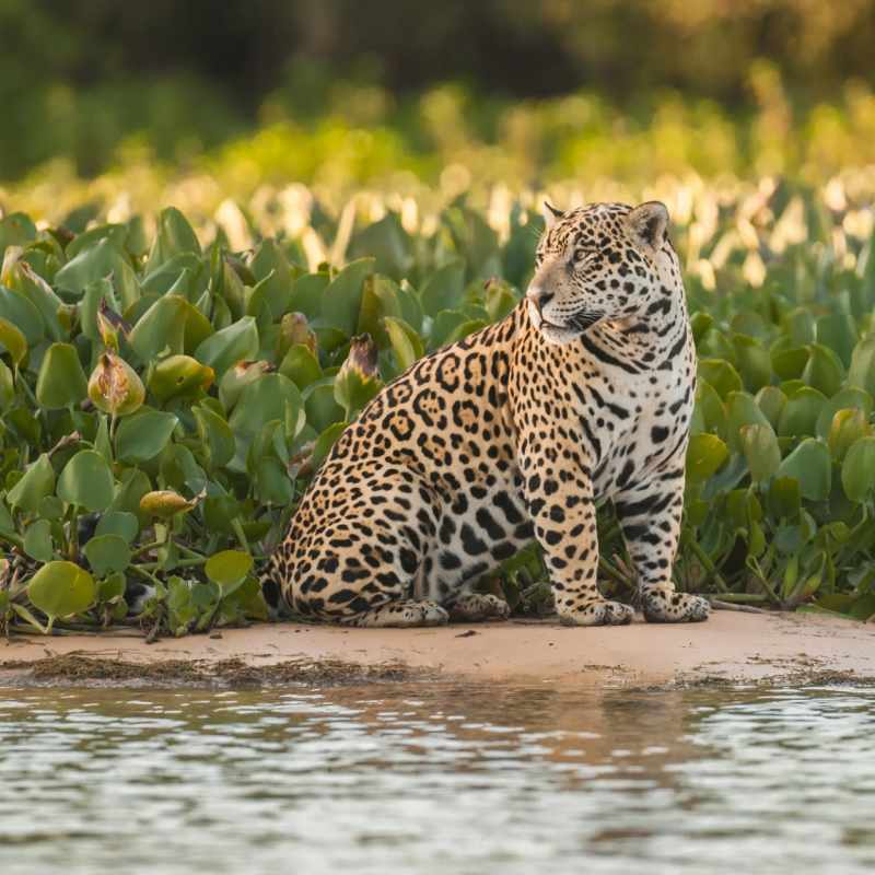 Jaguar 