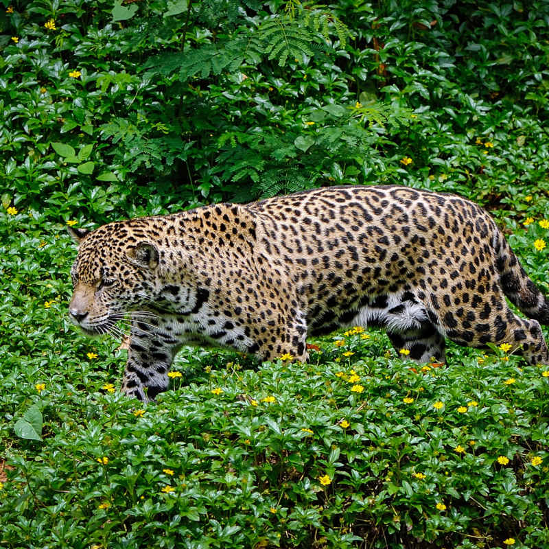 Cayo Jaguar 