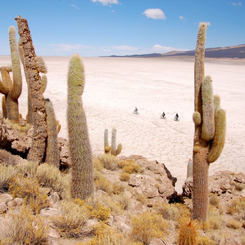 Cacti Islands - Airstream Uyuni