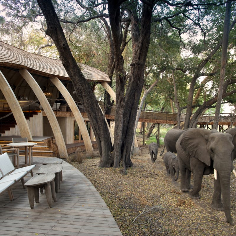 elephants 