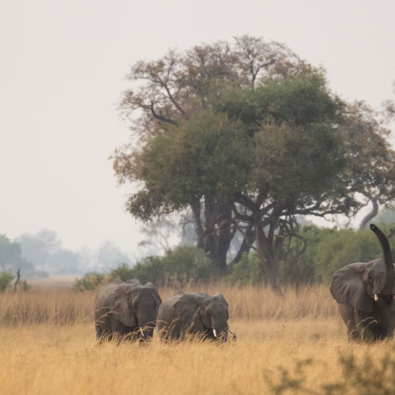 Elephants in the grass 