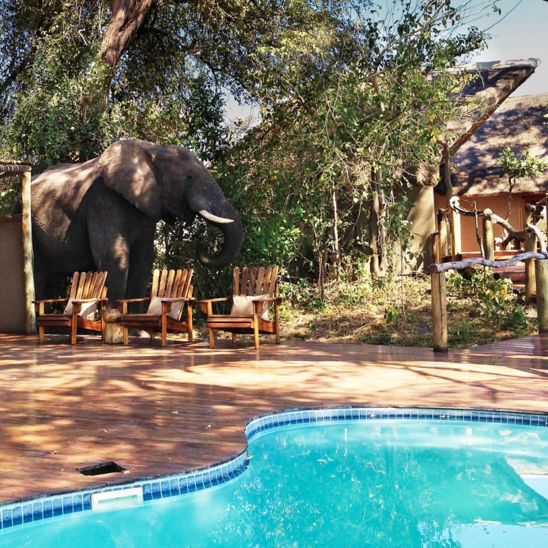 Elephant visitor - Kwando Lagoon Camp