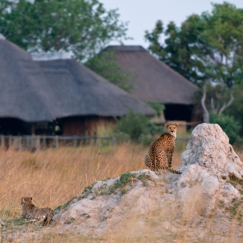 Wildlife 