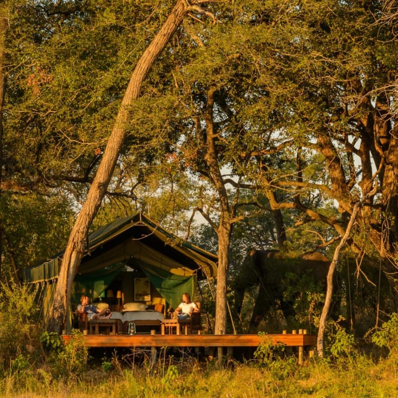 Tent tucked into the trees - Macatoo Camp